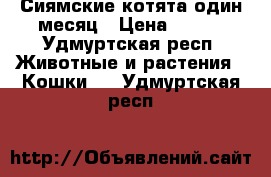 Сиямские котята один месяц › Цена ­ 500 - Удмуртская респ. Животные и растения » Кошки   . Удмуртская респ.